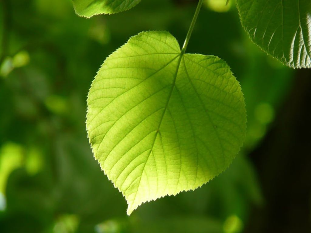 Pixabay באתר PEXELS חידושים בטיפול ורידים ברגליים לאחר הריונות: גישות מתקדמות ומקצועיות